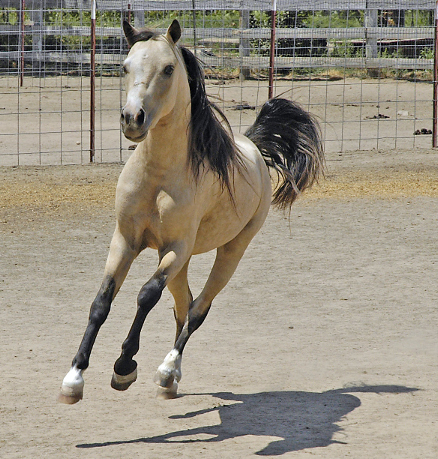 pony