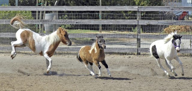 ponies at play